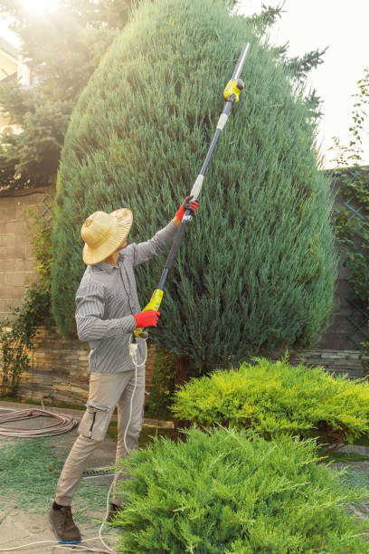 Best Arborist Services Near Me  in Ashland, CA